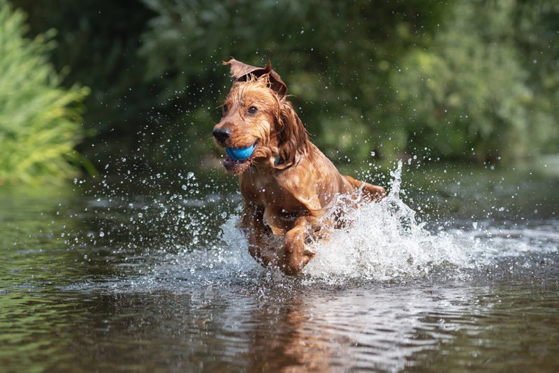 Cocker Spaniel Health Problems: What to look for | UK | – Chow Bella Ltd