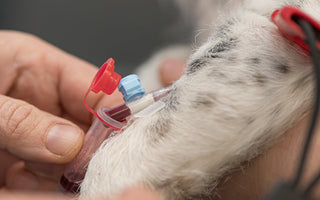 The Essential Guide to Pet Blood Donation