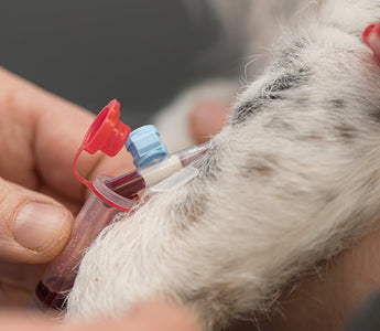 The Essential Guide to Pet Blood Donation