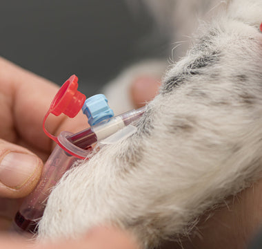 The Essential Guide to Pet Blood Donation