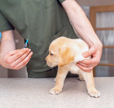 Puppy Health 101: A Guide to Vaccinations for Your Furry Friend - Chow Bella Ltd