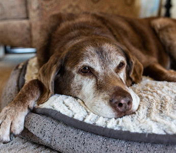 an elderly dog lying on a cushion