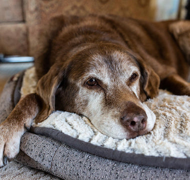 an elderly dog lying on a cushion