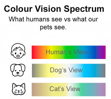 The Colourful World of Pets: How Colour Affects...